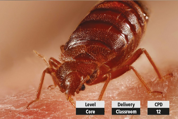 Bed bug control